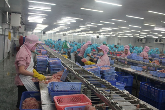 Đầu ra xuất khẩu khởi sắc, giá cá tra tăng mạnh 