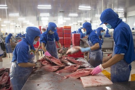 Để ngành hàng cá tra phát triển ổn định, bền vững