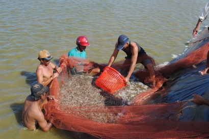 Tôm nước lợ 