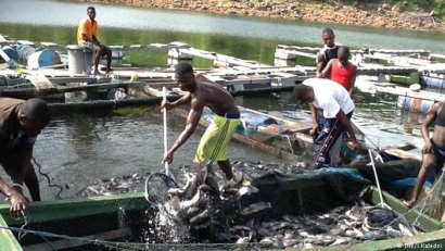 Ghana: Cấm nhập khẩu cá rô phi để thúc đẩy sản xuất trong nước