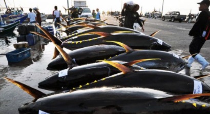 Lượng cá ngừ cập cảng Gensan Philippine đạt kỷ lục