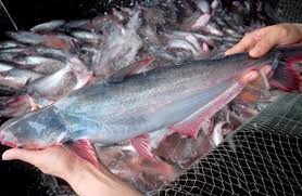 Giá cá tra Việt Nam tăng vọt đối mặt với nguy cơ bị chọn hàng thay thế