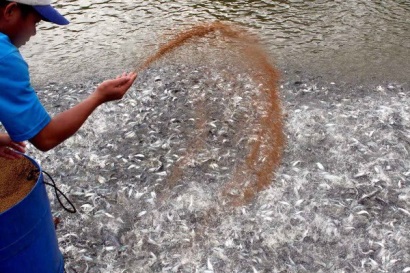 18/2/2019 – [An Giang] Hội nghị “Triển khai kế hoạch phát triển ngành hàng cá tra năm 2019”