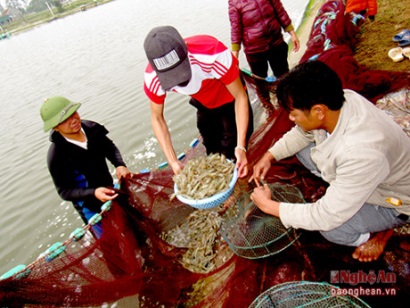 Diễn Châu (Nghệ An): Thu hoạch hơn 100 tấn tôm vụ 3 phục vụ dịp Tết