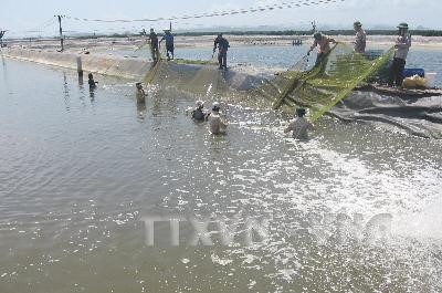 Hỗ trợ người dân mở rộng nuôi tôm càng xanh