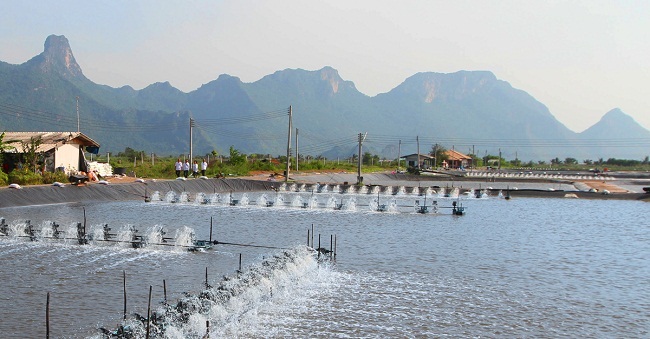 Báo cáo khai thác và nuôi trồng thủy sản Thái Lan 