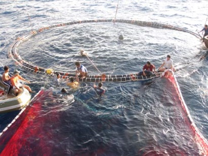 Phát triển lưới vây cá ngừ vây xanh mới nhằm tránh bắt cá con 