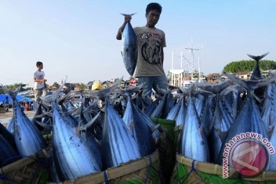 Indonesia: Thương mại cá ngừ ảnh hưởng bởi quy định khai thác mới 