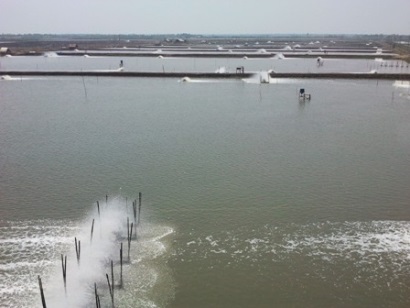 Ấn Độ: Sản lượng tôm chân trắng dự kiến giảm dưới 600.000 tấn