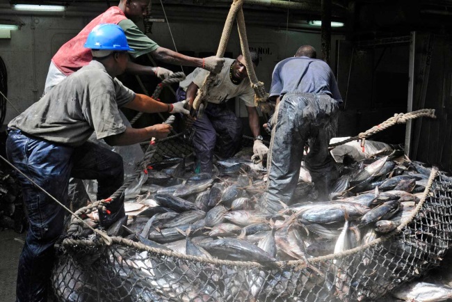 Các chuyên gia EU kêu gọi sự nhất quán trong các tiêu chuẩn đánh bắt IUU