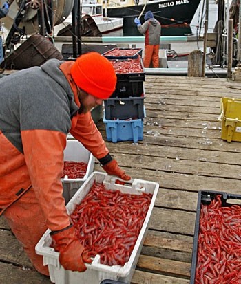 Ocean Choice (Canada): Sản xuất tôm tăng