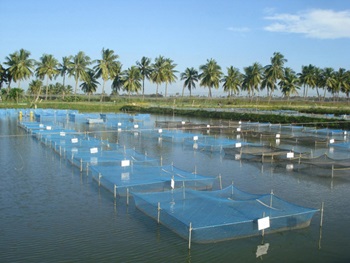 Ấn Độ đẩy mạnh nuôi cá rô phi