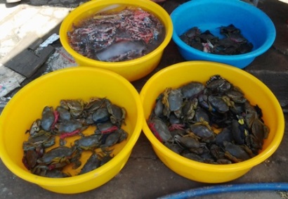 Cà Mau: Thành lập Hợp tác xã Cua biển Năm Căn