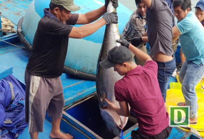 Khánh Hòa: Ngư dân trúng đậm cá ngừ đại dương “khủng”