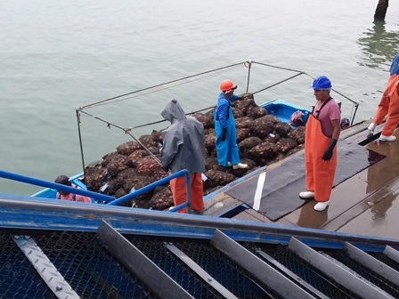 Mỹ: Sò điệp cỡ lớn cạnh tranh giá với sò điệp cỡ nhỏ 