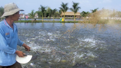 Cá tra tăng giá - mong niềm vui trọn vẹn!