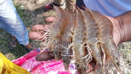 Ecuador: Giá tôm dự kiến tiếp tục giảm