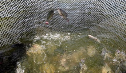 Brazil: Hợp tác xã nông nghiệp xây dựng nhà máy chế biến cá rô phi lớn nhất 