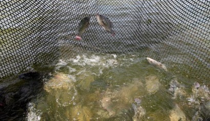 Brazil: GeneSeas dự kiến tăng sản lượng