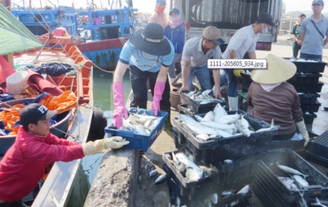 Quảng Bình: Cùng ngư dân gỡ 