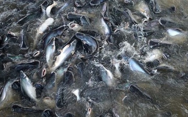 Giá cá tra nguyên liệu giảm sâu