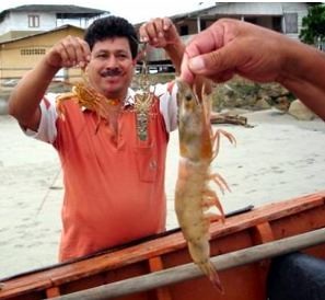 Ecuador tăng mạnh xuất khẩu tôm sang Mỹ