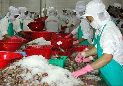Nâng cao hiệu quả ngành tôm hướng đến 10 tỷ USD xuất khẩu