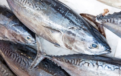 Giá cá ngừ vằn cỡ 1,8kg tại Bangkok tiếp tục tăng