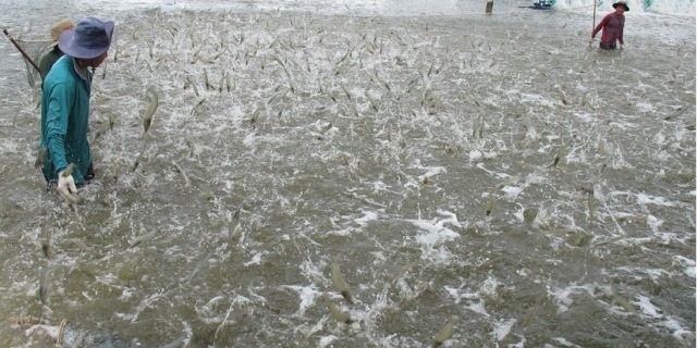 Giải pháp nào cải thiện giá thành sản phẩm tôm Việt? 