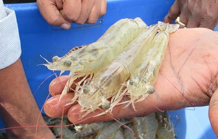 Ấn Độ: Xuất khẩu tôm dự kiến đạt 7 tỷ USD năm 2022