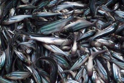 146 tỷ đồng sản xuất giống cá tra 3 cấp chất lượng cao