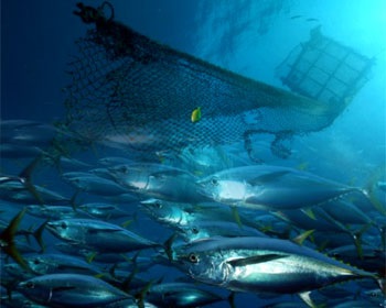 Ecuador bắt đầu quản lý FAD