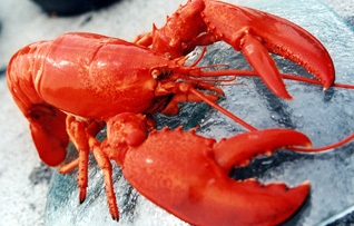 Mỹ vẫn xuất nhiều tôm hùm sang Trung Quốc, nhưng quan ngại về thuế quan 