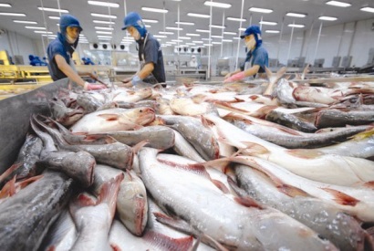 Cơ hội để Việt Nam xây dựng lại hình ảnh cá tra