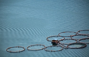 Indonesia mở rộng bảo hiểm cho người nuôi trồng thủy sản