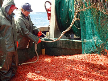 Canada: Trữ lượng tôm giảm mạnh ở vùng Newfoundland