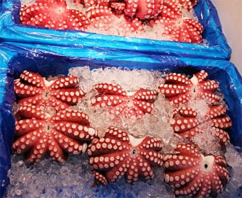 Chợ cá Tokyo: Bạch tuộc đông lạnh được giao dịch nhiều nhất