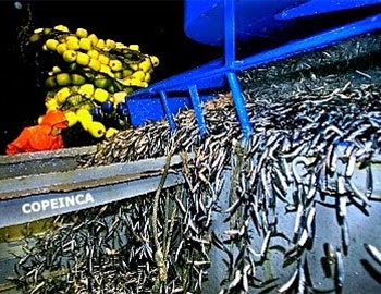 Xuất khẩu thủy sản Peru có thể đạt 5 tỷ USD trong 5 năm tới