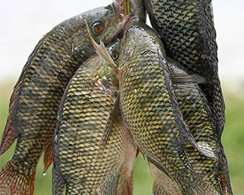 Mỹ: Nguồn cung cá da trơn nuôi dồi dào khiến giá giảm