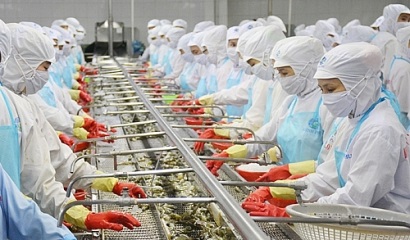 Còn nhiều tiềm năng cho xuất khẩu tôm Việt Nam sang Canada