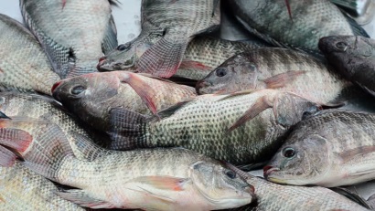 Đài Loan: Virus Tilapia lake ảnh hưởng đến 7 trại nuôi 