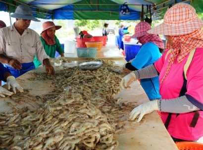 Thái Lan: Sản lượng tôm dự kiến tăng