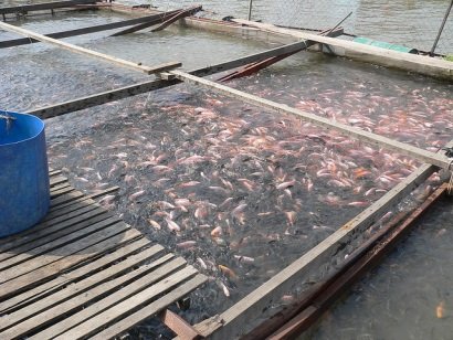 Sử dụng bột hạt hướng dương trong thức ăn cho cá rô phi