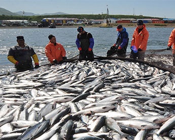 Sản lượng cập bến Killybegs, Ireland tăng 24% 