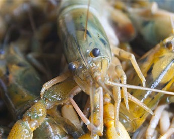 Peru gia hạn vụ khai thác tôm sông