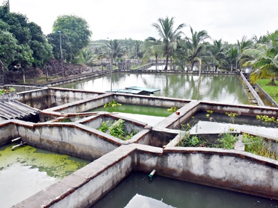 Huyện Châu Đức (Bà Rịa - Vũng Tàu): Nuôi cá chình xuất khẩu