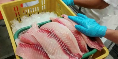 Nhập khẩu cá rô phi của Mỹ giảm trong bối cảnh sản lượng toàn cầu tăng