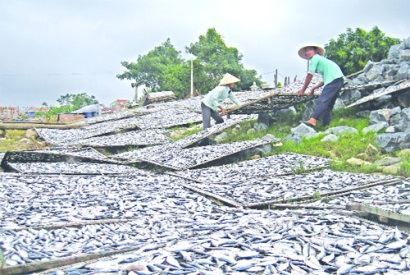 Thanh Hóa: Ngư dân Hoằng Phụ bội thu cá trích