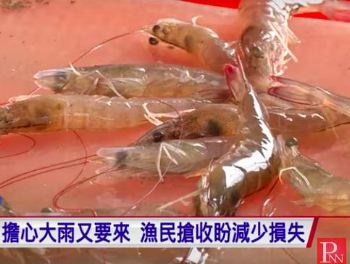 Đài Loan: Mưa lớn ảnh hưởng tới vụ khai thác tôm chân trắng 