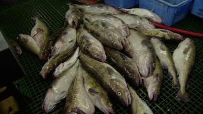 Iceland: Sản lượng khai thác cá thịt trắng tăng mạnh